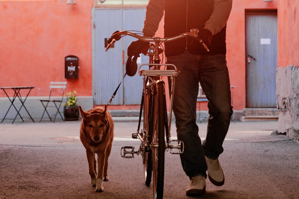 A man walking a dog and a bicycle with a front rack.